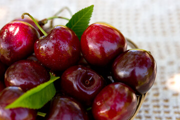 Close up of big red cherries with water drops.