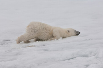 Fototapeta na wymiar Polar bear cub (Ursus maritimus) stretching, Svalbard Archipelago, Barents Sea, Norway