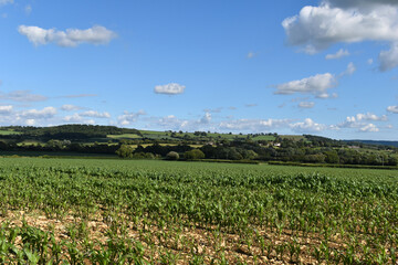 Agricultural landscape with field of young sweet corn in early summer, Sherborne, Dorset, England