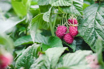 ripe raspberry growing in the garden. red wild berries in the forest. sunny day in backyard, harvesting and gardening concept. Branch of raspberries growing on a bush in fruit garden.
