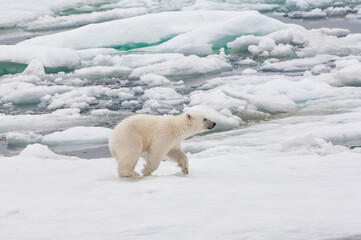 Polar bear cub (Ursus maritimus) running over pack ice, Svalbard Archipelago, Barents Sea, Norway