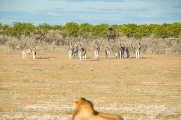 Young male lazy Lion lying down on the ground and looking Zebra​. Wildlife safari in the Etosha National Park, Namibia, Africa.
