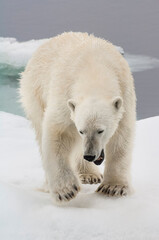 Obraz na płótnie Canvas Female Polar bear (Ursus maritimus), Svalbard Archipelago, Barents Sea, Norway