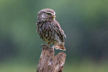 Little owl (Athene noctua) on a perch in light rain