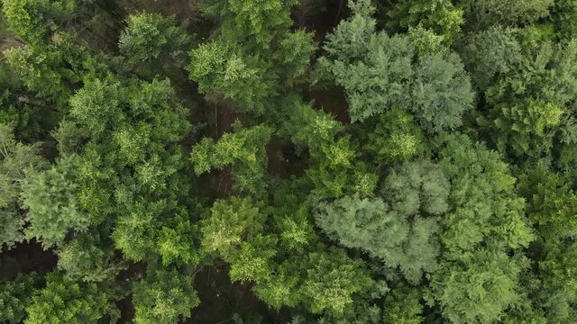 Aerial top view of magestic beautiful green forest at cloudy day. Mountain landscape and incredible nature scenery for broll background. Drone filming straight down and rising