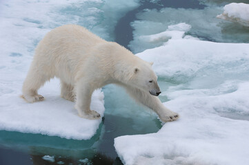 Female Polar bear (Ursus maritimus) on the pack ice, Svalbard Archipelago, Barents Sea, Norway © Gabrielle