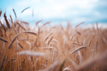 Fototapeta premium Wheat field in summer evening