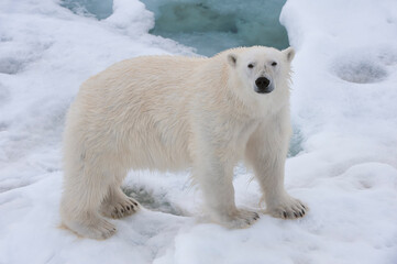 Fototapeta na wymiar Female Polar bear (Ursus maritimus) on the pack ice, Svalbard Archipelago, Barents Sea, Norway