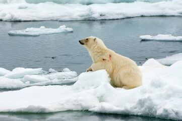 Polar bear (Ursus maritimus) on an ice floe, Svalbard Archipelago, Barents Sea, Norway