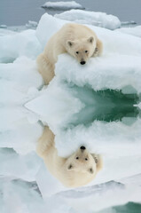 Polar bear (Ursus maritimus) on an ice floe, Svalbard Archipelago, Barents Sea, Norway © Gabrielle