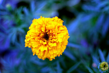 yellow flower on blue background