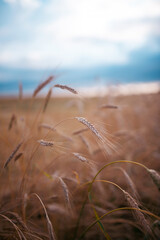 Obraz premium Wheat field in summer evening