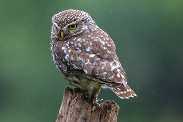 Little owl (Athene noctua) on a perch in light rain