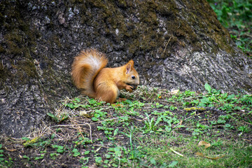 squirrel in the forest