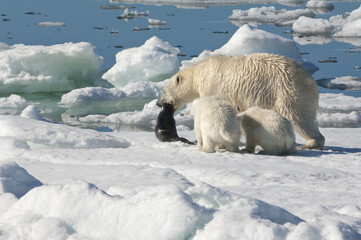 Female Polar bear (Ursus maritimus) dragging a ringed seal (Pusa hispida or phoca hispida) and accompanied by two cubs, Svalbard Archipelago, Barents Sea, Norway © Gabrielle