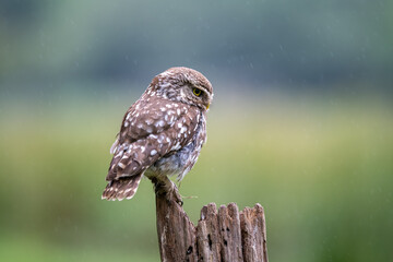 Little owl (Athene noctua) on a perch in light rain