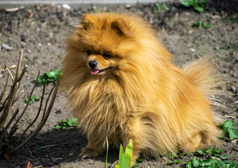 pomeranian dog in the grass