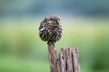 Little owl (Athene noctua) on a perch in light rain