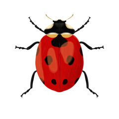 Marienkäfer - Lady Bug