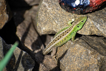 lizard on stones close up