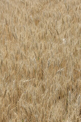 Golden wheat plants in field ready for harvest with trees in backgrounds and blue sky and clouds, agriculture in summer