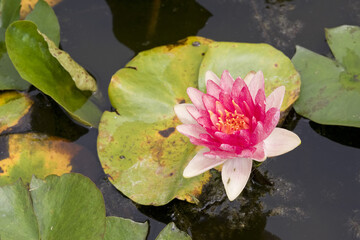 Fleur Lotus