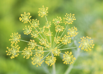 dill blossom against a green background