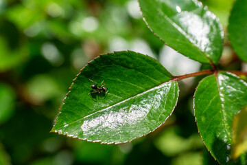 ant on a green leaf. macro