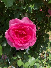 pink rose in garden