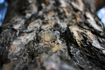Bark on a tree trunk