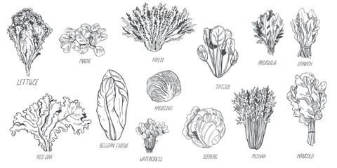 Hand drawn different kinds of lettuce on white background.  Vector sketch illustration - obrazy, fototapety, plakaty