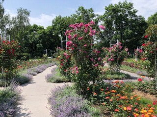 flowers in the garden
