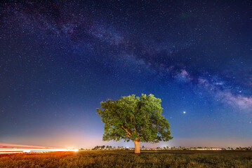Fototapeta na wymiar Clear blue sky. Milky way. A sky full of stars. Night photography. Lonely tree in the field