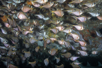 A school of bulleye fish.