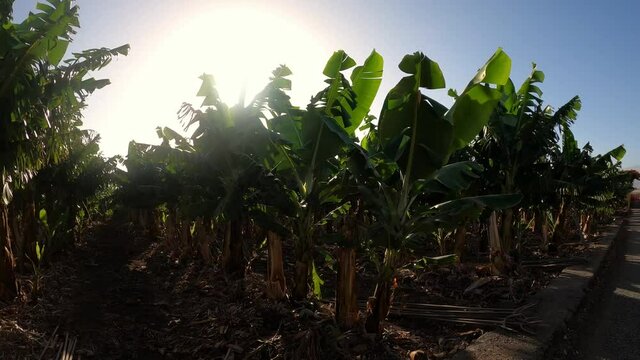 group of bananas trees together growing up in a farm with sunlight - plantation concept and healthy fruit - sunset at evening looking some plants

