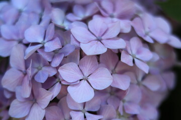 Hydrangea in the park ,japan,tokyo