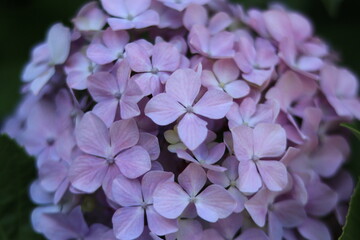 Hydrangea in the park ,japan,tokyo