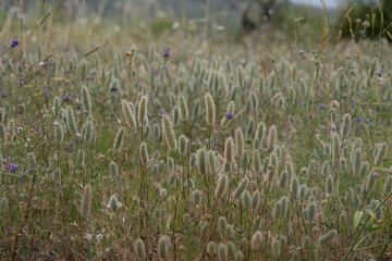  varied herbs illuminated by the evening sun  