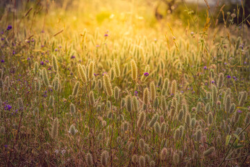 varied herbs illuminated by the evening sun