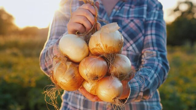 Farmer holds a braid of ripe onion