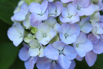 Fototapeta premium Hydrangea in the park ,japan,tokyo