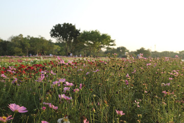 Red and pink cosmos flowers, Public Park (Suan Luang Rama 9) - Bangkok, in Nong Bon Prawet District, Thailand.