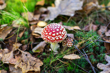 Amanita mushroom in the forest. close-up