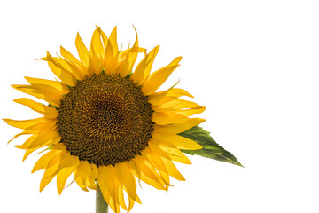 Frontview of a single large yellow sunflower isolate with leaf and a white background. 