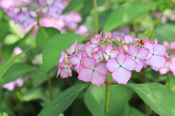 Hydrangea in the park ,japan,tokyo