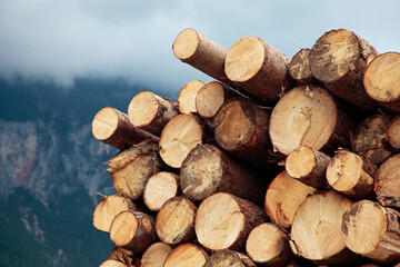 Truck transports wood from Italy to Austria