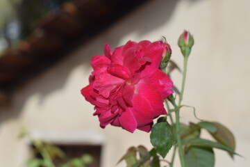pink rose in the garden