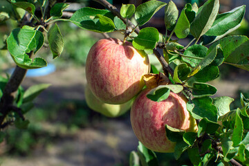 apples on tree