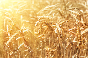 Scenic landscape of ripe golden organic wheat stalk field against bright sunny sunligt bean shining...