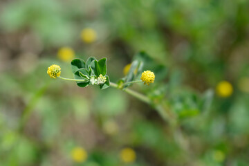 Black medick